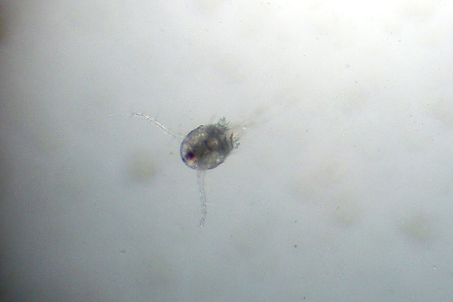 Mamma Copepoda